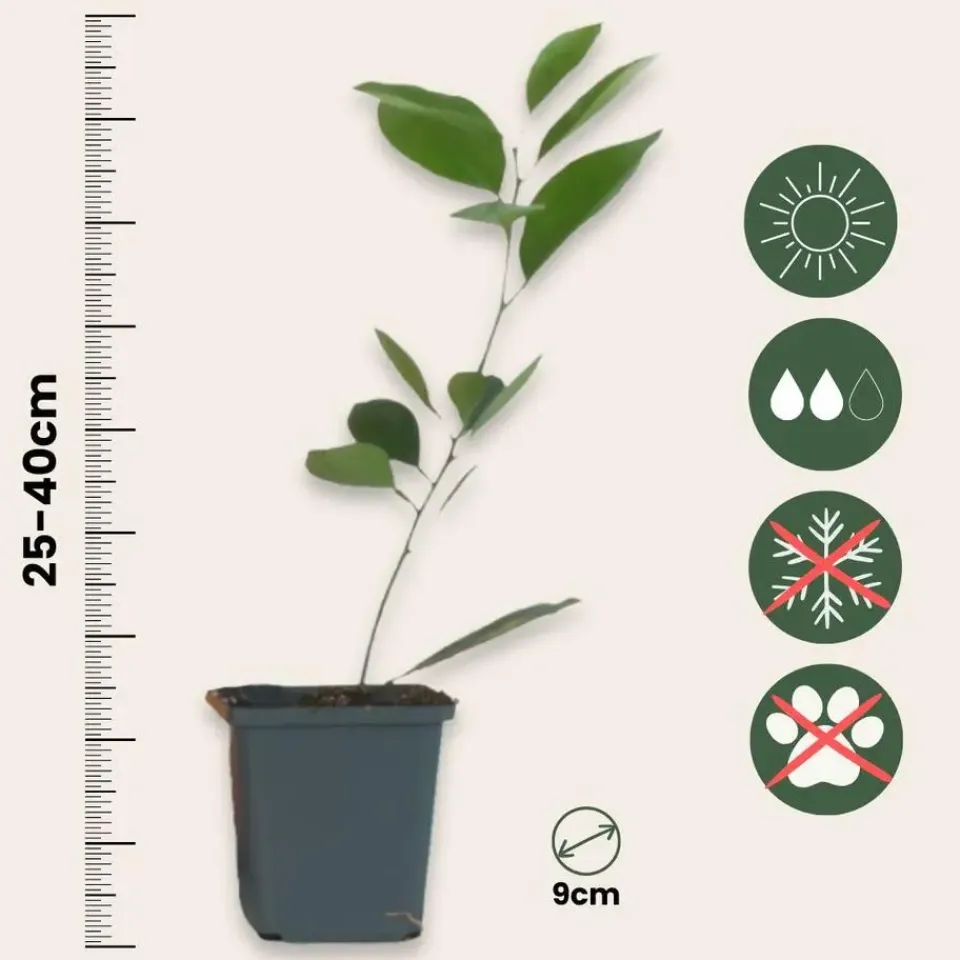 Plant in a Box Sinaasappelboom - Set van 3 - Citrus mitis Calamondin - Hoogte 25-40cm - ⌀9cm Online