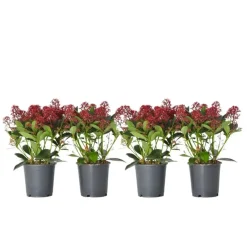 Plant in a Box Skimmia - Set van 4 - Skimmia japonica 'Rubella' - Hoogte 35-45cm - ⌀15cm Best