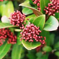 Plant in a Box Skimmia - Set van 4 - Skimmia japonica 'Rubella' - Hoogte 35-45cm - ⌀15cm Best
