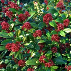 Plant in a Box Skimmia - Set van 4 - Skimmia japonica 'Rubella' - Hoogte 35-45cm - ⌀15cm Best