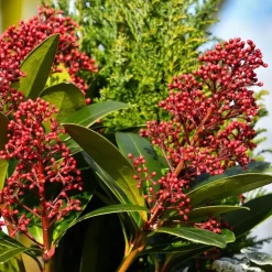 Plant in a Box Skimmia - Set van 4 - Skimmia japonica 'Rubella' - Hoogte 35-45cm - ⌀15cm Best
