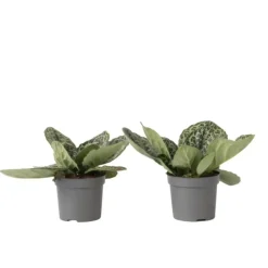 Plant in a Box Spiraalvrucht - 2 Stuks - Streptocarpus 'Pretty Turtle' - Hoogte 25-35cm - ⌀13cm Clearance