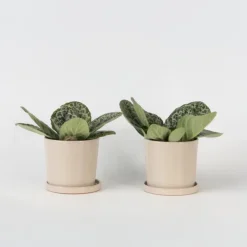 Plant in a Box Spiraalvrucht - 2 Stuks - Streptocarpus 'Pretty Turtle' - Hoogte 25-35cm - ⌀13cm Clearance