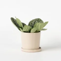 Plant in a Box Spiraalvrucht - Streptocarpus 'Pretty Turtle' - Hoogte 25-35cm - ⌀13cm