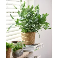 Ter Steege Steege Plantenpot - beige - gevlochten zeegras - 22 x 19 cm Discount