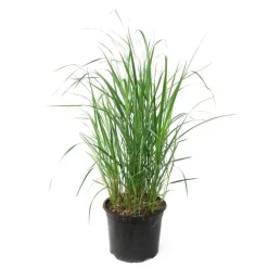 Plant in a Box Struisriet - Calamagrostis 'Karl Foerster' - Hoogte 40-60cm - ⌀23cm Clearance