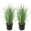 Plant in a Box Struisriet - Set van 2 - Calamagrostis 'Karl Foerster' - Hoogte 40-60cm - ⌀23cm New