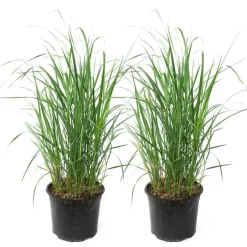 Plant in a Box Struisriet - Set van 2 - Calamagrostis 'Karl Foerster' - Hoogte 40-60cm - ⌀23cm New