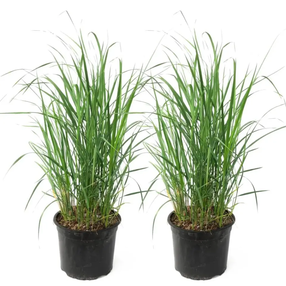 Plant in a Box Struisriet - Set van 2 - Calamagrostis 'Karl Foerster' - Hoogte 40-60cm - ⌀23cm New