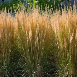 Plant in a Box Struisriet - Set van 2 - Calamagrostis 'Karl Foerster' - Hoogte 40-60cm - ⌀23cm New