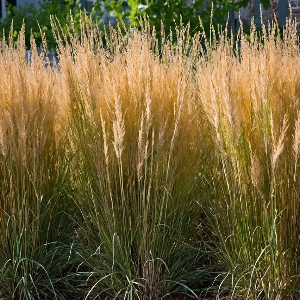 Plant in a Box Struisriet - Set van 2 - Calamagrostis 'Karl Foerster' - Hoogte 40-60cm - ⌀23cm New