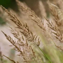 Plant in a Box Struisriet - Set van 2 - Calamagrostis 'Karl Foerster' - Hoogte 40-60cm - ⌀23cm New