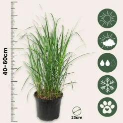 Plant in a Box Struisriet - Set van 2 - Calamagrostis 'Karl Foerster' - Hoogte 40-60cm - ⌀23cm New