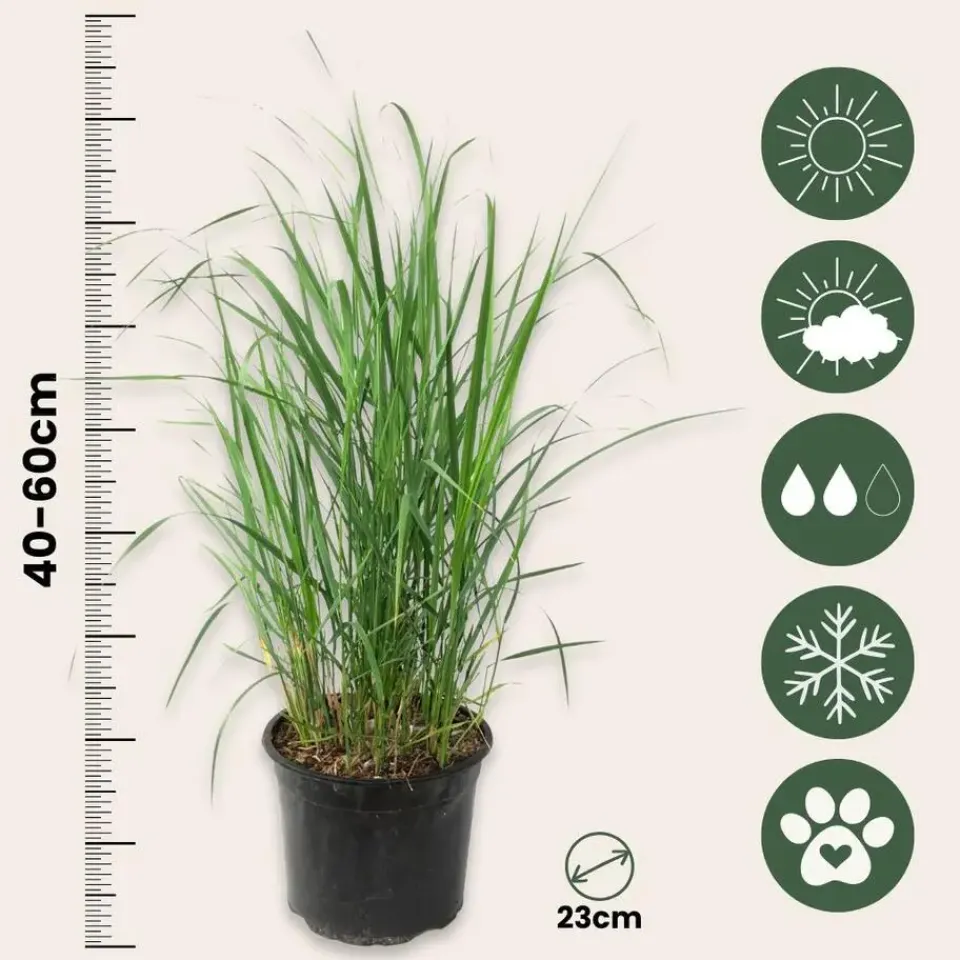 Plant in a Box Struisriet - Set van 2 - Calamagrostis 'Karl Foerster' - Hoogte 40-60cm - ⌀23cm New