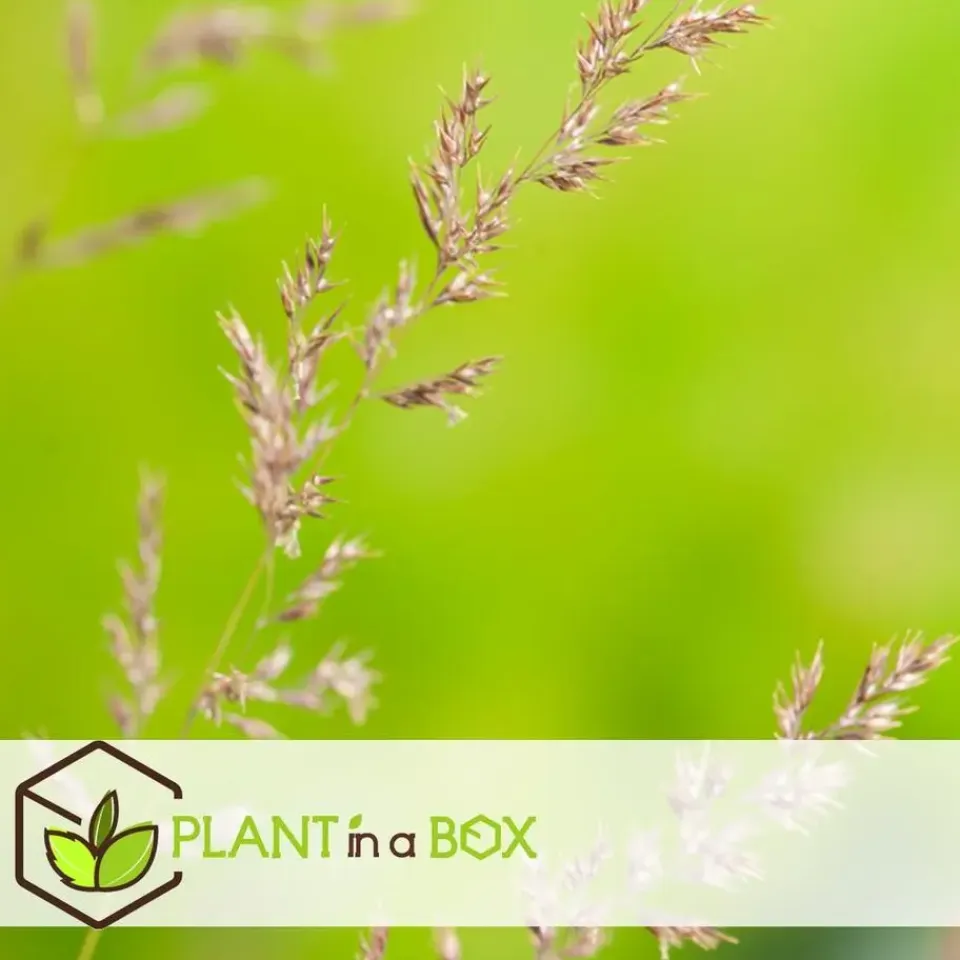 Plant in a Box Struisriet - Set van 2 - Calamagrostis 'Karl Foerster' - Hoogte 40-60cm - ⌀23cm New