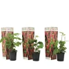 Plant in a Box Taybessenplant - Set van 3 - Rubus 'Tayberry' - Hoogte 25-40cm - ⌀9cm Sale