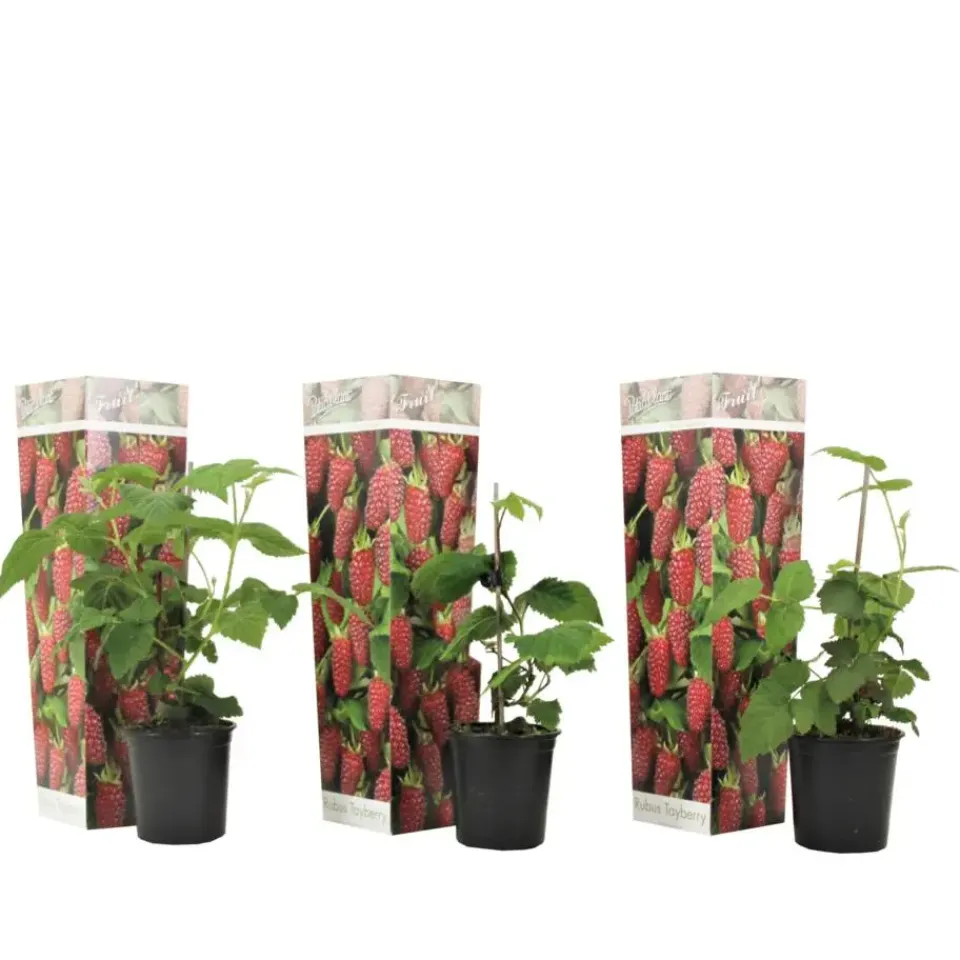 Plant in a Box Taybessenplant - Set van 3 - Rubus 'Tayberry' - Hoogte 25-40cm - ⌀9cm Sale
