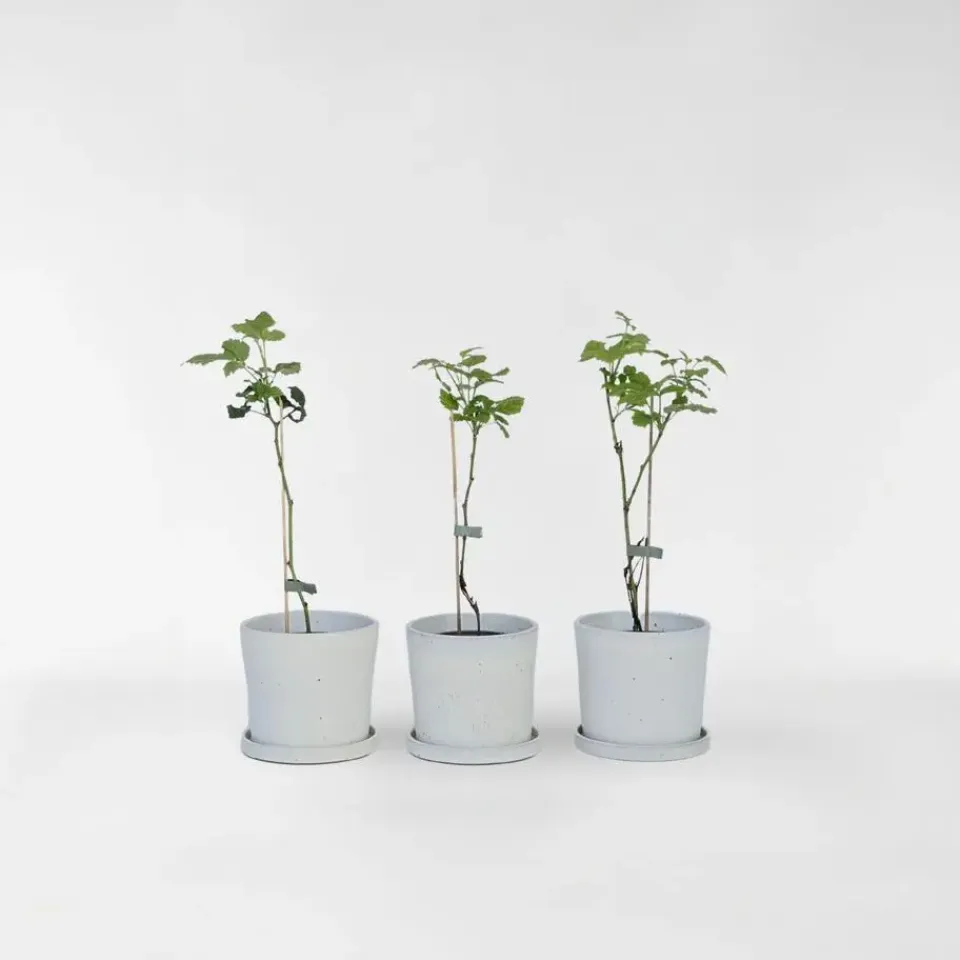 Plant in a Box Taybessenplant - Set van 3 - Rubus 'Tayberry' - Hoogte 25-40cm - ⌀9cm Sale