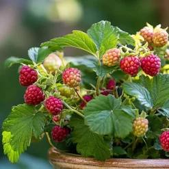 Plant in a Box Taybessenplant - Set van 3 - Rubus 'Tayberry' - Hoogte 25-40cm - ⌀9cm Sale