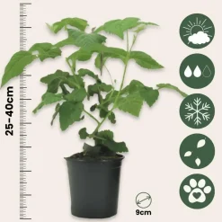 Plant in a Box Taybessenplant - Set van 3 - Rubus 'Tayberry' - Hoogte 25-40cm - ⌀9cm Sale