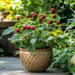 Plant in a Box Taybessenplant - Set van 3 - Rubus 'Tayberry' - Hoogte 25-40cm - ⌀9cm Sale