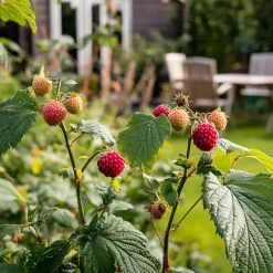 Plant in a Box Taybessenplant - Set van 3 - Rubus 'Tayberry' - Hoogte 25-40cm - ⌀9cm Sale