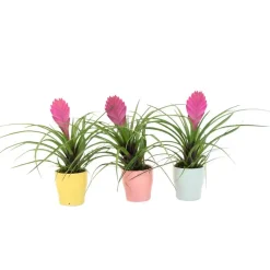 Plant in a Box Tillandsia cyanea ‘Pastel’ – Set van 3 met pot – Hoogte 20–30cm – ø7cm