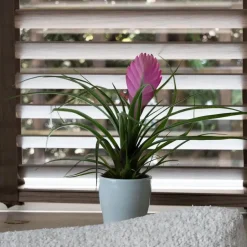 Plant in a Box Tillandsia cyanea ‘Pastel’ – Set van 3 met pot – Hoogte 20–30cm – ø7cm