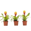 Plant in a Box Tillandsia Vriesea 'Dorado' - Set van 3 - Hoogte 15-25cm - ø7cm Discount