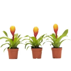 Plant in a Box Tillandsia Vriesea 'Dorado' - Set van 3 - Hoogte 15-25cm - ø7cm Discount
