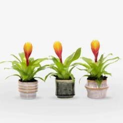 Plant in a Box Tillandsia Vriesea 'Dorado' - Set van 3 - Hoogte 15-25cm - ø7cm Discount
