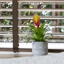 Plant in a Box Tillandsia Vriesea 'Dorado' - Set van 3 - Hoogte 15-25cm - ø7cm Discount