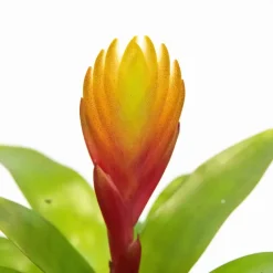 Plant in a Box Tillandsia Vriesea 'Dorado' - Set van 3 - Hoogte 15-25cm - ø7cm Discount