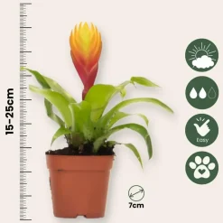 Plant in a Box Tillandsia Vriesea 'Dorado' - Set van 3 - Hoogte 15-25cm - ø7cm Discount