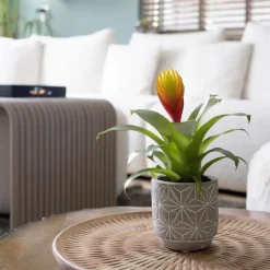 Plant in a Box Tillandsia Vriesea 'Dorado' - Set van 3 - Hoogte 15-25cm - ø7cm Discount