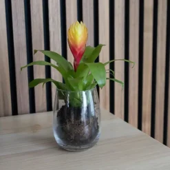 Plant in a Box Tillandsia Vriesea 'Dorado' - Set van 3 - Hoogte 15-25cm - ø7cm Discount