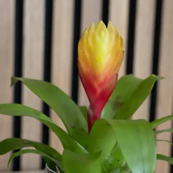 Plant in a Box Tillandsia Vriesea 'Dorado' - Set van 3 - Hoogte 15-25cm - ø7cm Discount