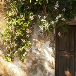 Plant in a Box Toscaanse jasmijn - Set van 6 - Trachelospermum jasm. - Hoogte 25-40cm - ⌀9cm New