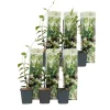 Plant in a Box Toscaanse jasmijn - Set van 6 - Trachelospermum jasm. - Hoogte 25-40cm - ⌀9cm Best