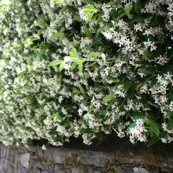 Plant in a Box Toscaanse jasmijn - Set van 6 - Trachelospermum jasm. - Hoogte 25-40cm - ⌀9cm Best