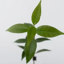 Plant in a Box Toscaanse jasmijn - Set van 6 - Trachelospermum jasm. - Hoogte 25-40cm - ⌀9cm Best