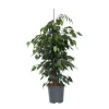 Plant in a Box Treurvijg - Ficus benjamina 'Danielle' - Hoogte 100-110cm - ⌀21cm