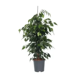 Plant in a Box Treurvijg - Ficus benjamina 'Danielle' - Hoogte 100-110cm - ⌀21cm