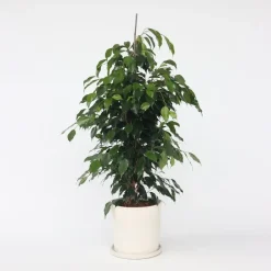 Plant in a Box Treurvijg - Ficus benjamina 'Danielle' - Hoogte 100-110cm - ⌀21cm