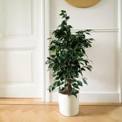 Plant in a Box Treurvijg - Ficus benjamina 'Danielle' - Hoogte 100-110cm - ⌀21cm