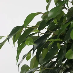 Plant in a Box Treurvijg - Ficus benjamina 'Danielle' - Hoogte 100-110cm - ⌀21cm