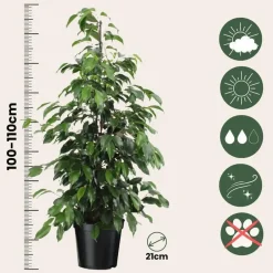 Plant in a Box Treurvijg - Ficus benjamina 'Danielle' - Hoogte 100-110cm - ⌀21cm