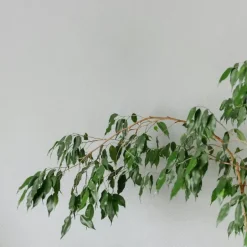 Plant in a Box Treurvijg - Ficus benjamina 'Danielle' - Hoogte 100-110cm - ⌀21cm