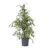 Plant in a Box Treurvijg - Ficus Benjamina 'Twilight' - Hoogte 100-110cm - ⌀21cm Discount