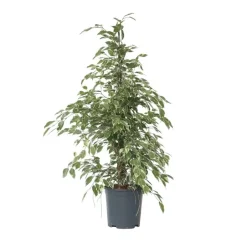 Plant in a Box Treurvijg - Ficus Benjamina 'Twilight' - Hoogte 100-110cm - ⌀21cm Discount